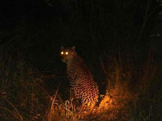 relais-semnon | Spotlight Safari Night Tour: Nocturnal Adventures in Kakadu